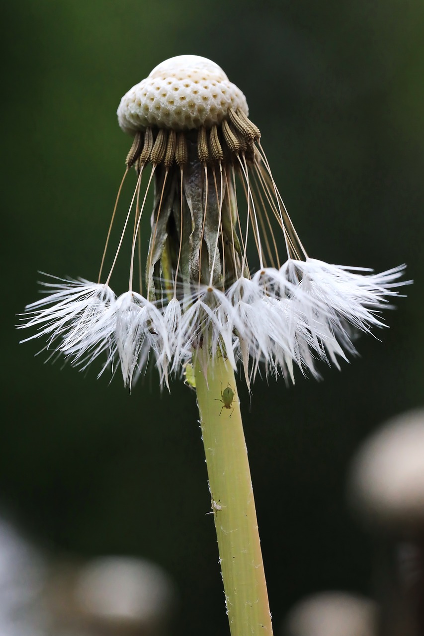 dandelion  seeds  nature free photo