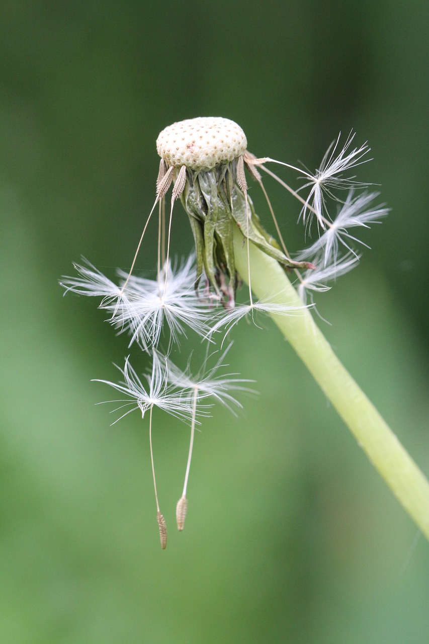 dandelion  flower  seeds free photo