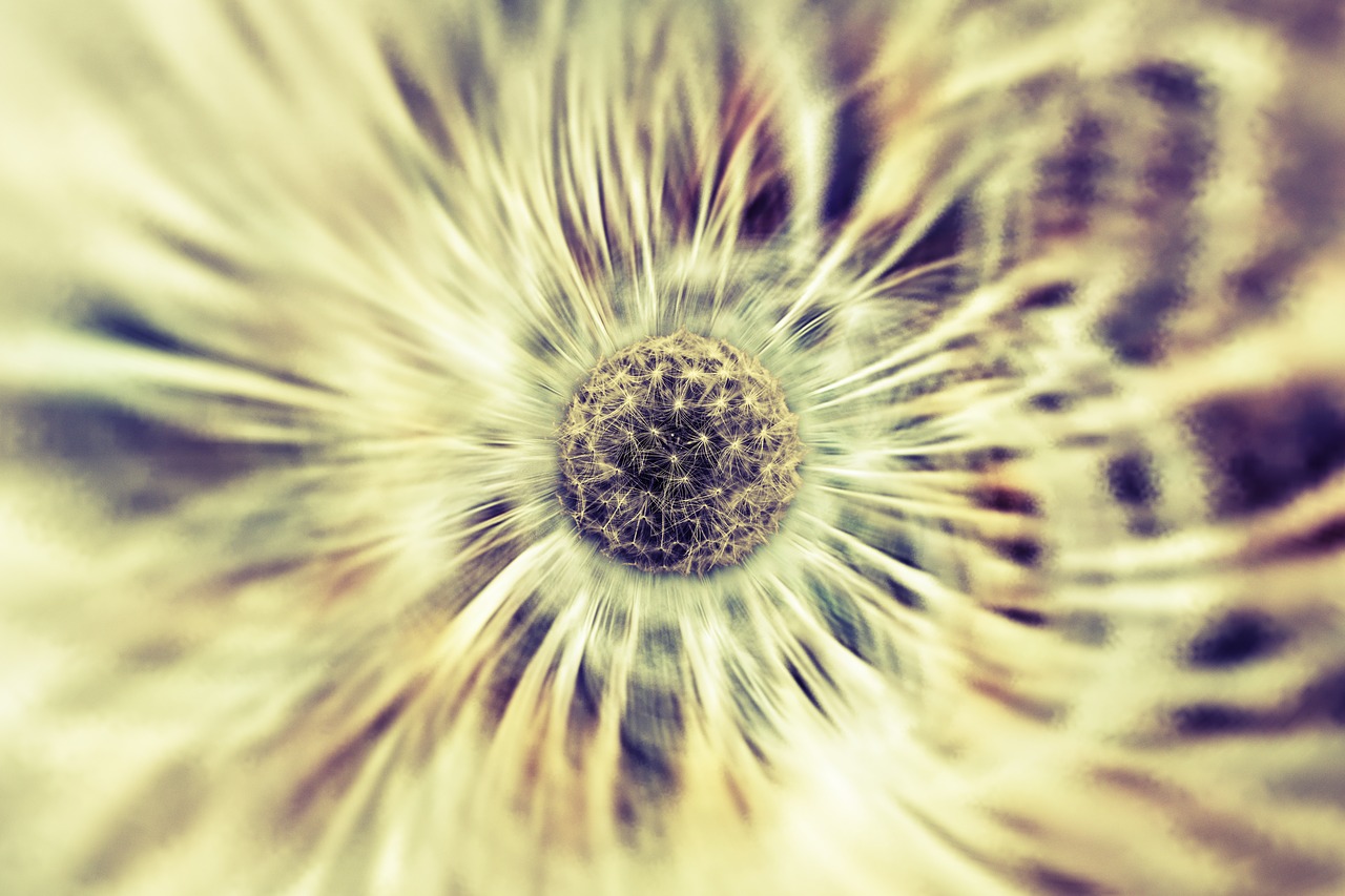 dandelion  macro  abstract free photo