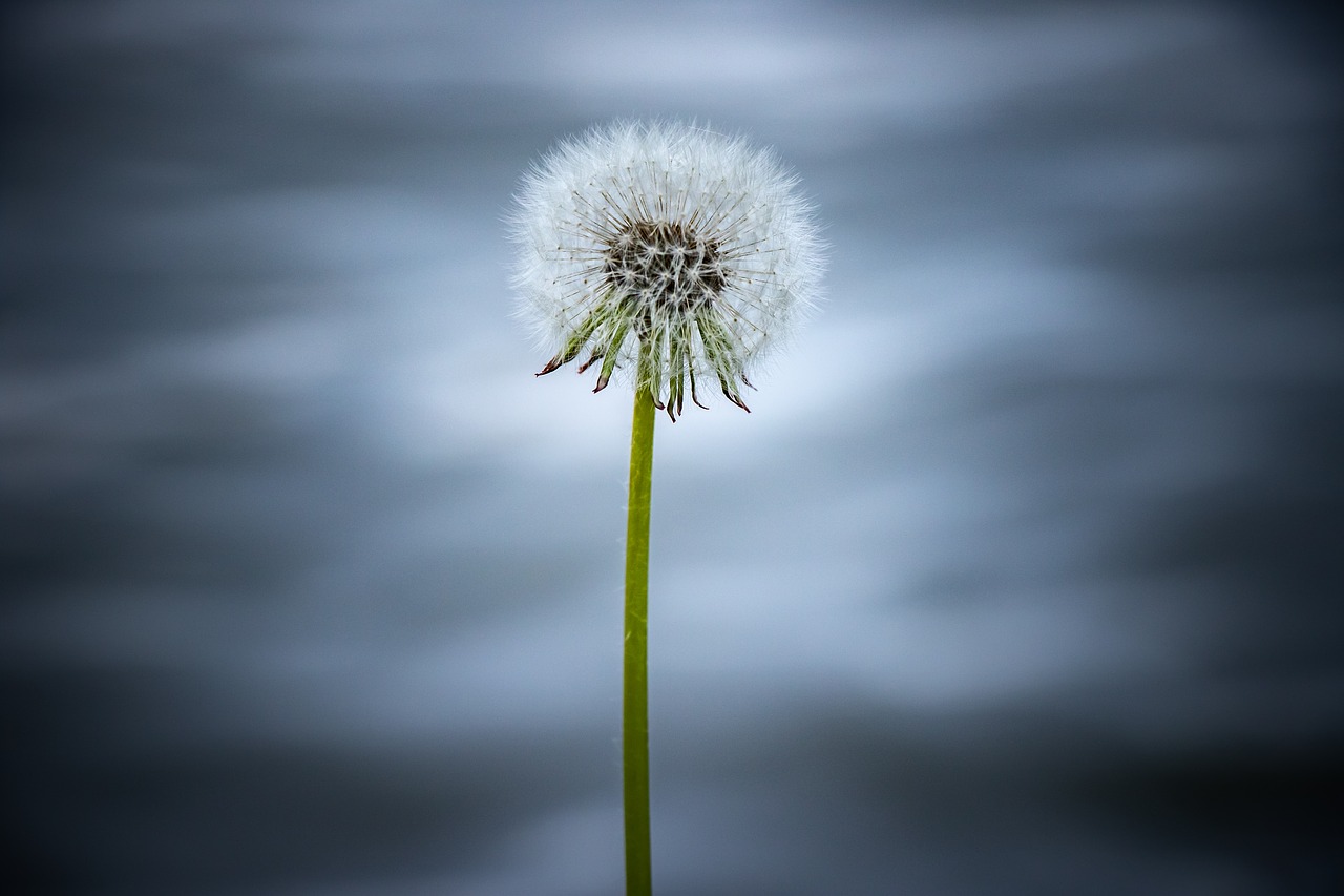 dandelion  flower  blue free photo