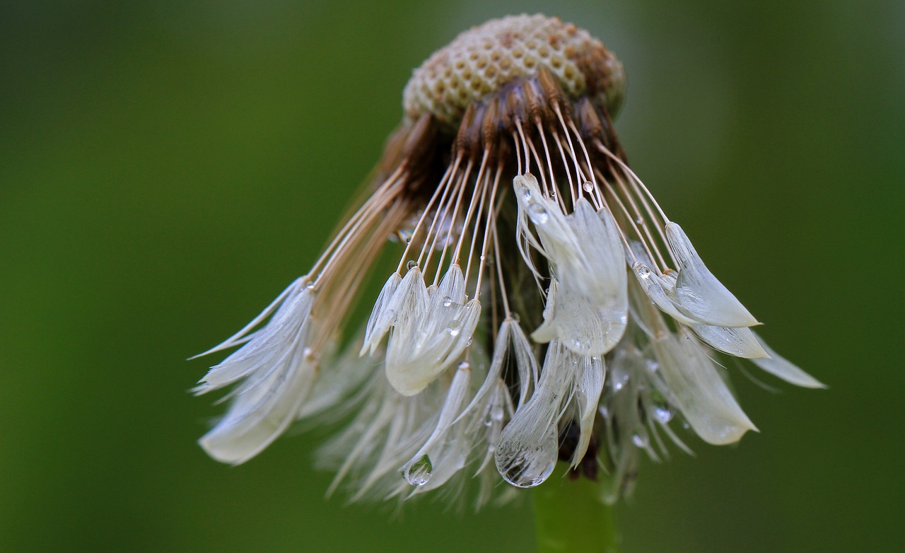 dandelion  wet  seeds free photo