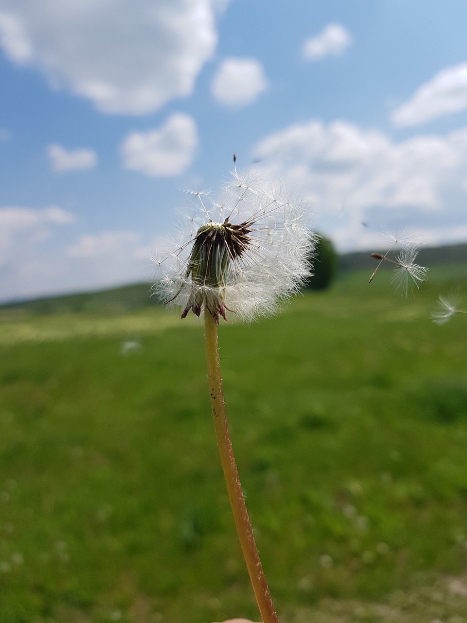 dandelion  wind  plant free photo