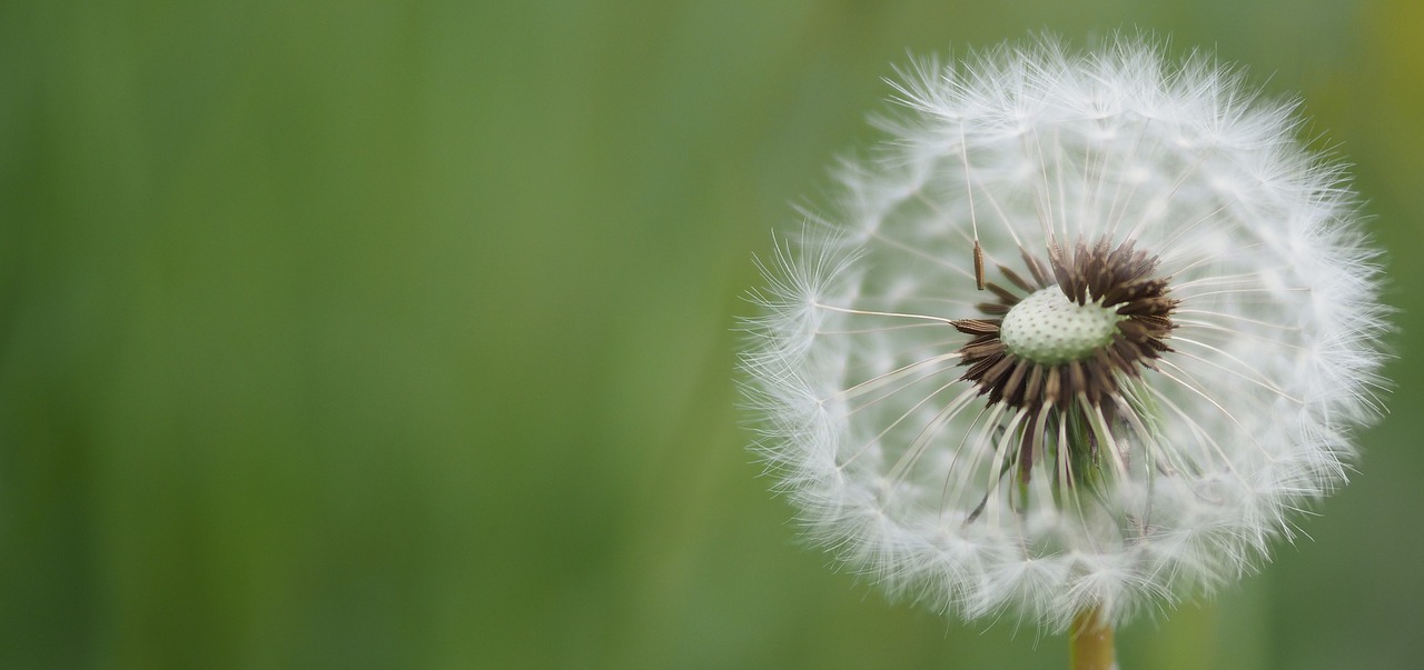 dandelion  flower  seeds free photo