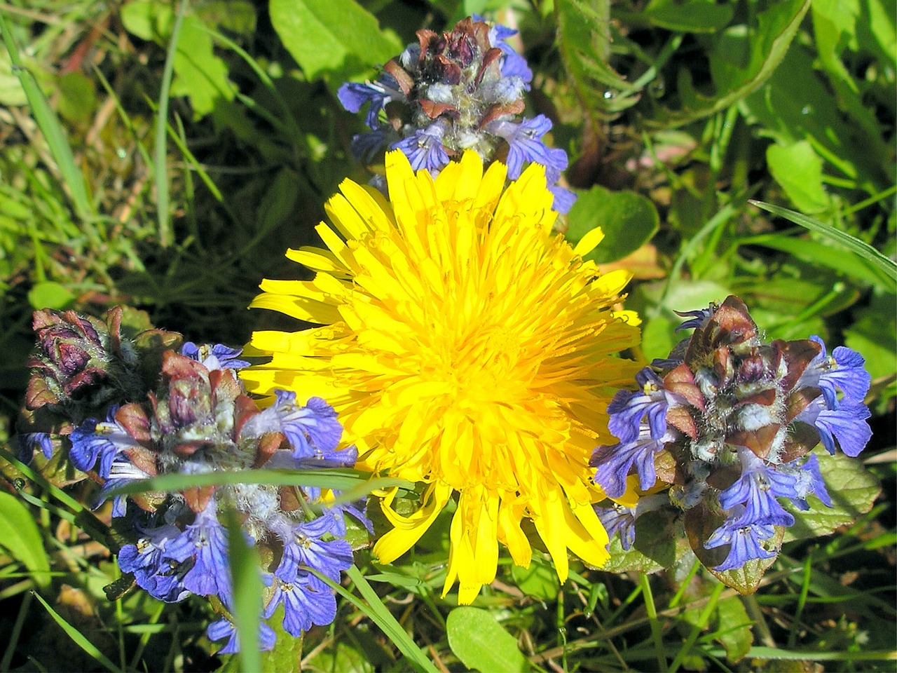 dandelion meadow flowers free photo