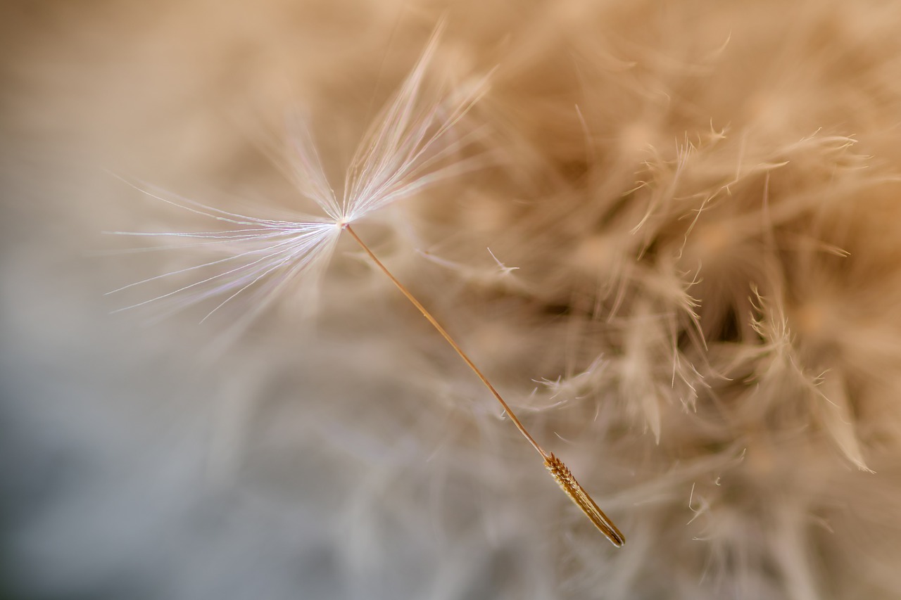 dandelion  seeds  slightly free photo