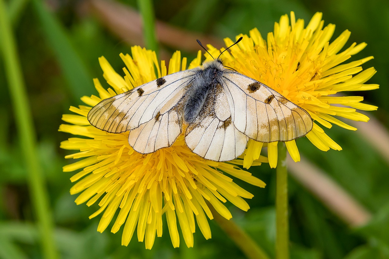 dandelion  butterfly  flower free photo