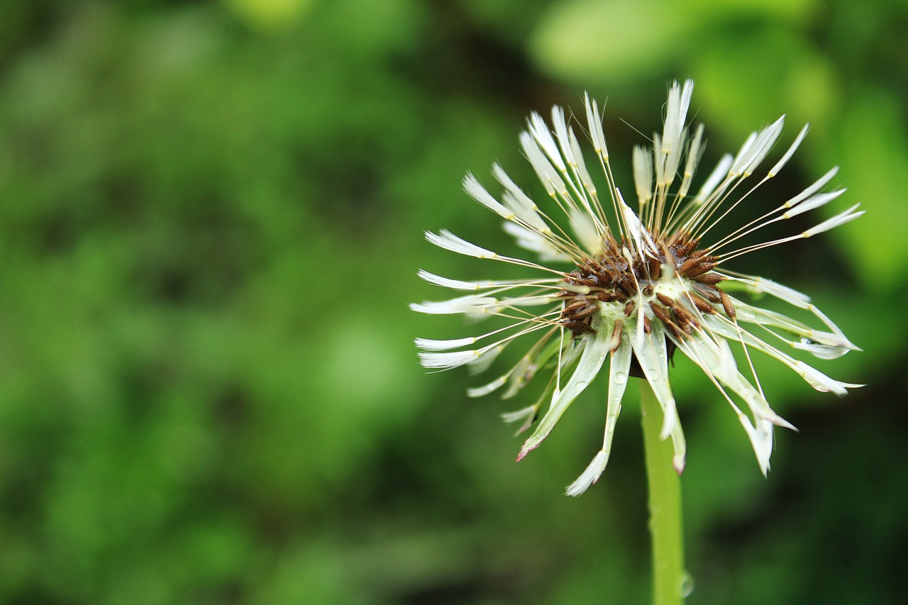 dandelion  after the rain  meadow free photo