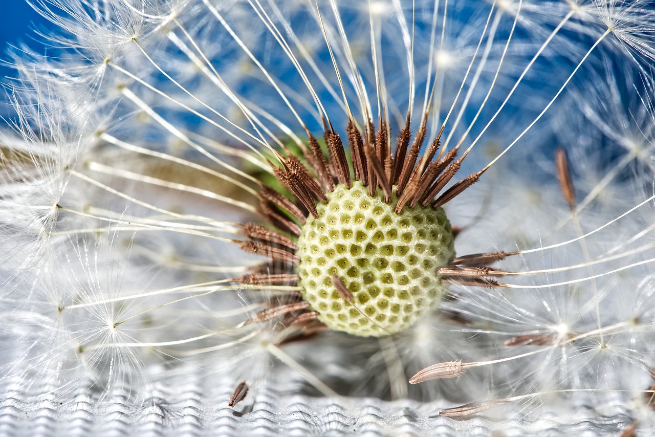 dandelion  plant  close up free photo