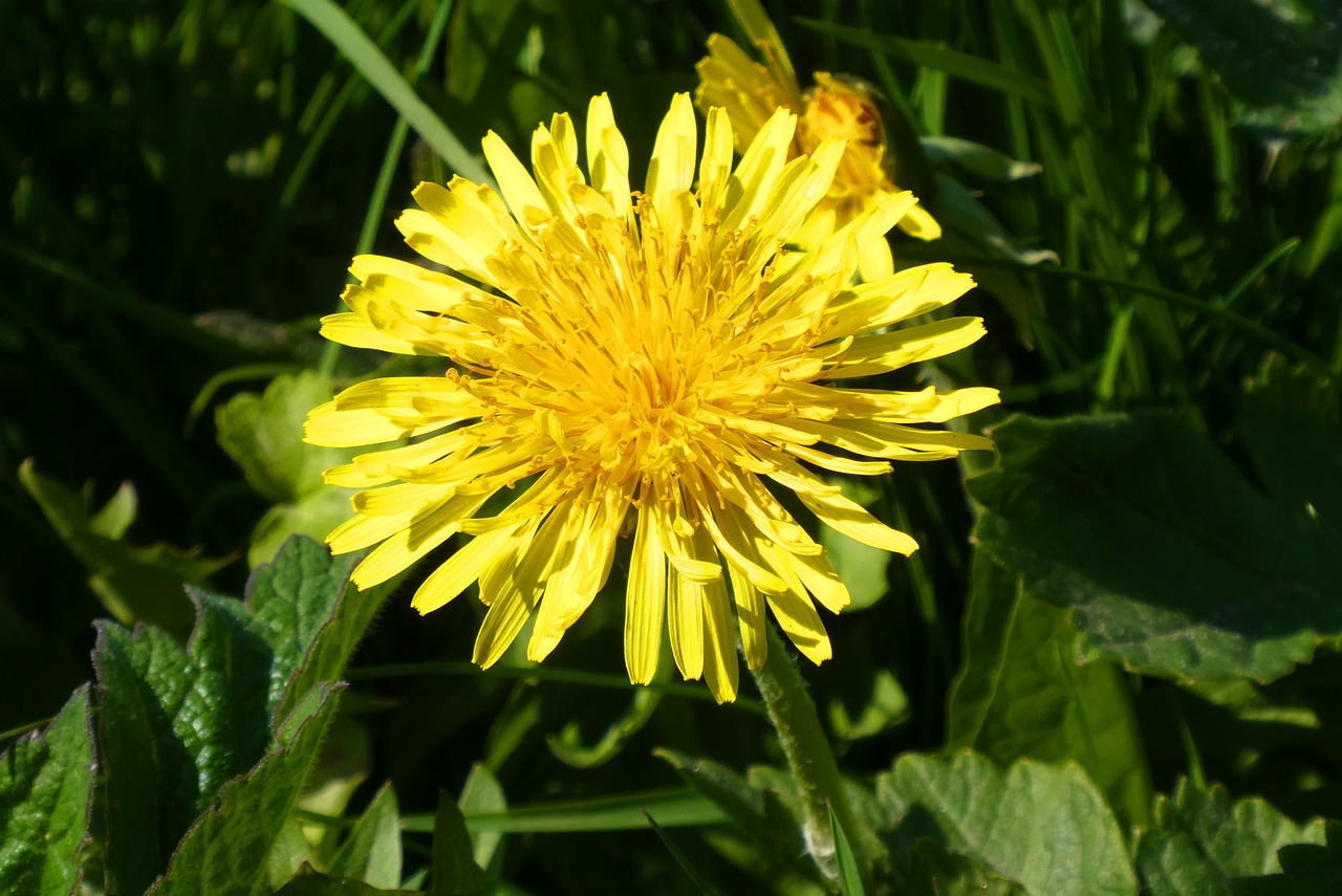 dandelion  berm  flower free photo