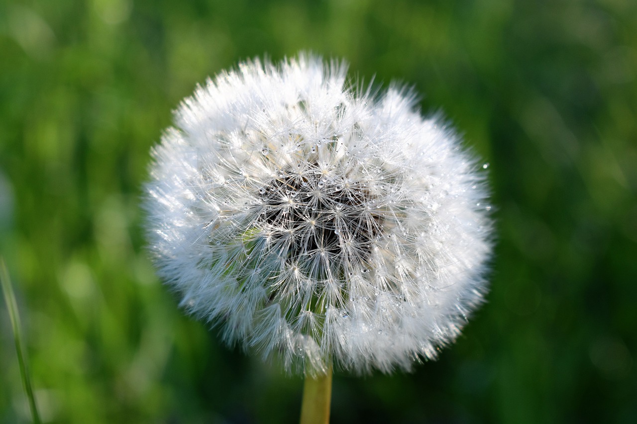 dandelion  bloom  flower free photo