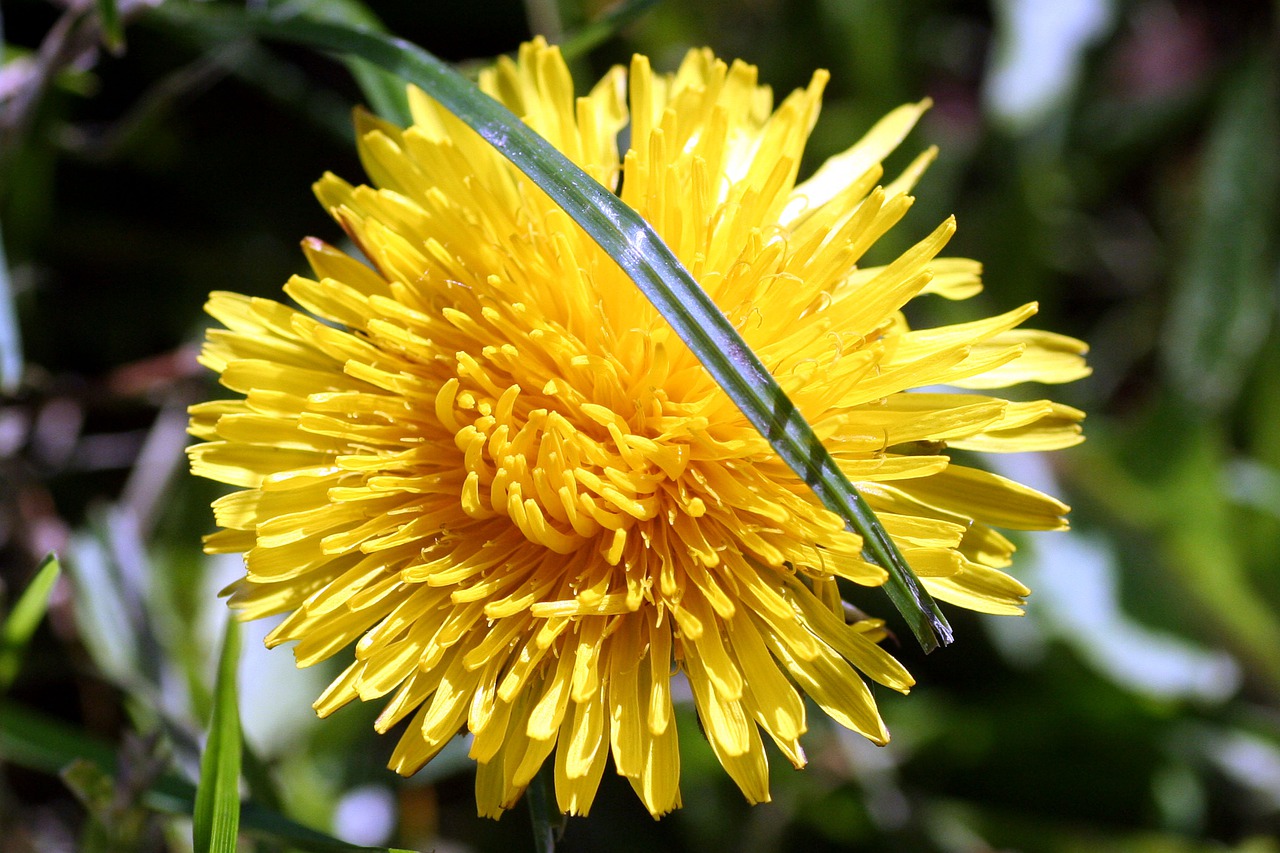 dandelion  flower  grass free photo