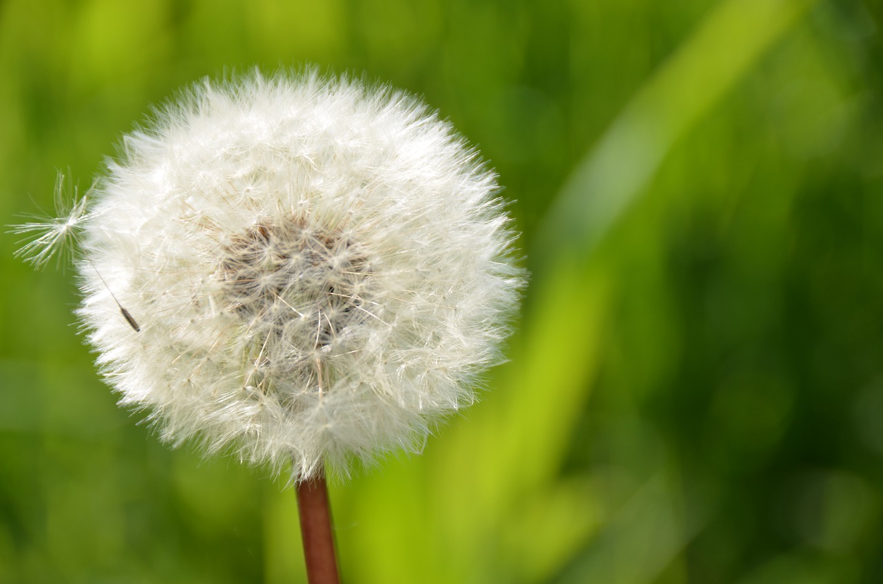 dandelion  nature  flower free photo