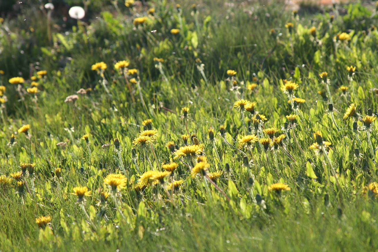 dandelion summer sun free photo