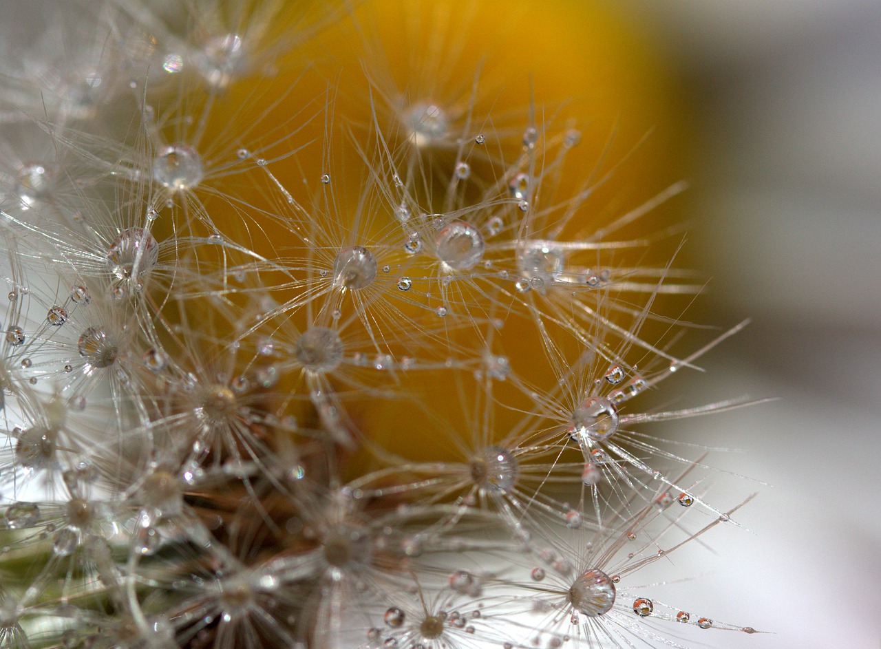 dandelion  drops  water free photo