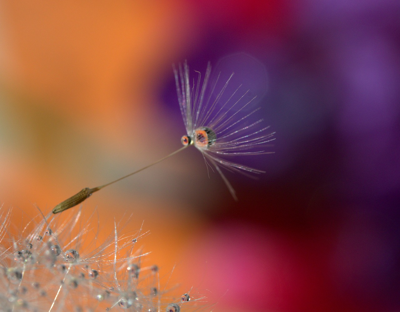 dandelion  drops  water free photo