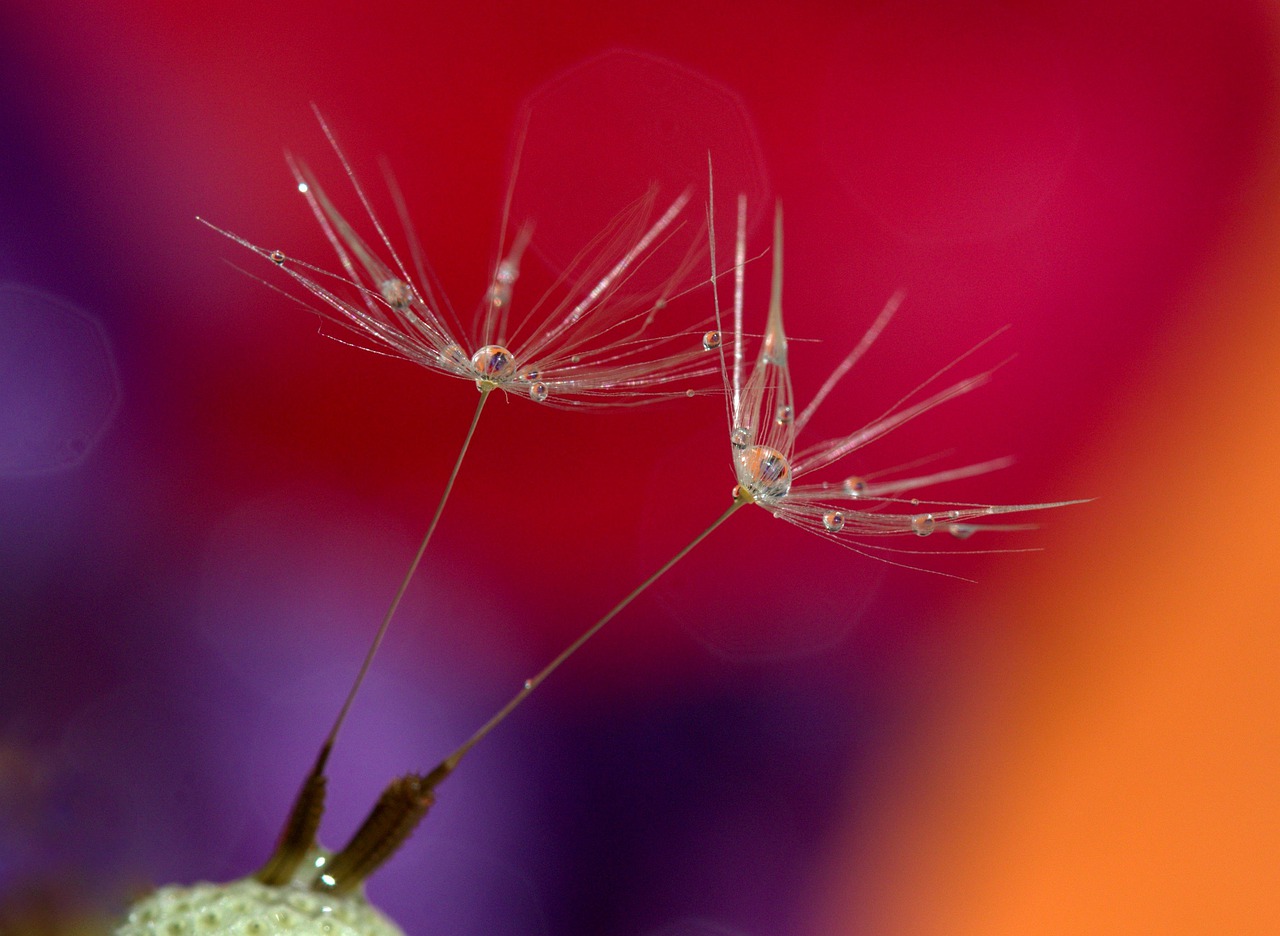 dandelion  drops  water free photo