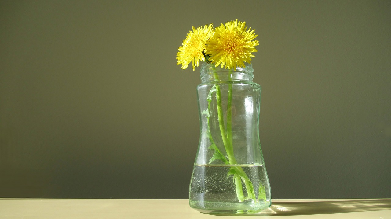 dandelion  glass  blossom free photo