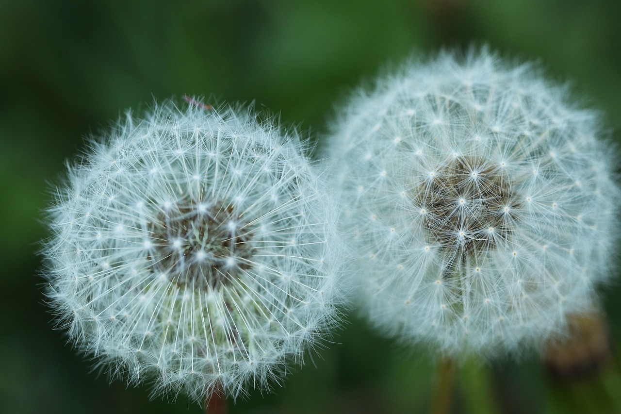 dandelion  two  flower free photo