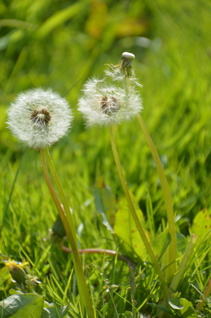 dandelion  wind  nature free photo