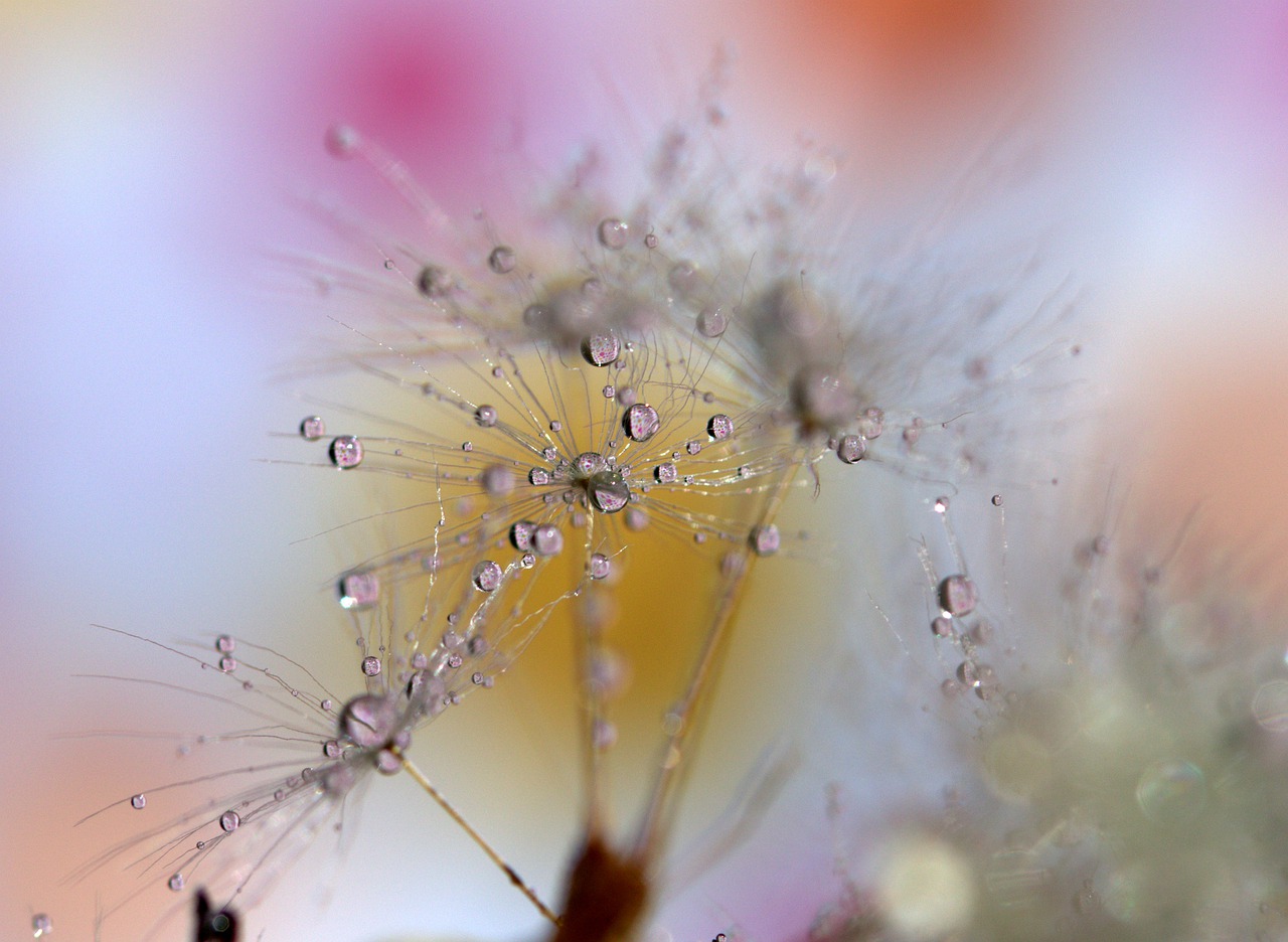 dandelion  wet  drops free photo
