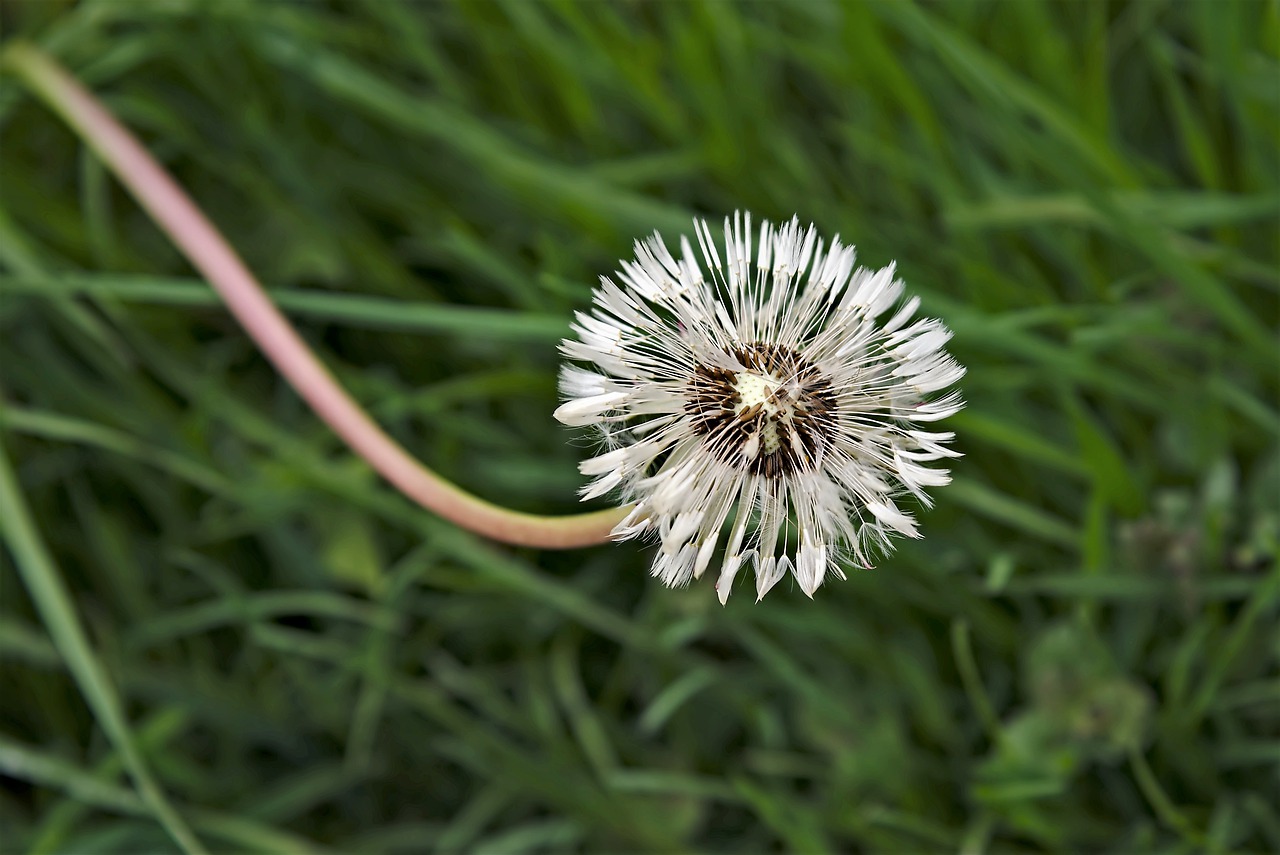 dandelion  meadow  seeds free photo