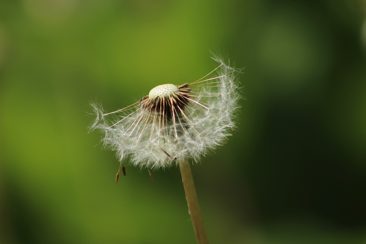 dandelion  faded  seeds free photo