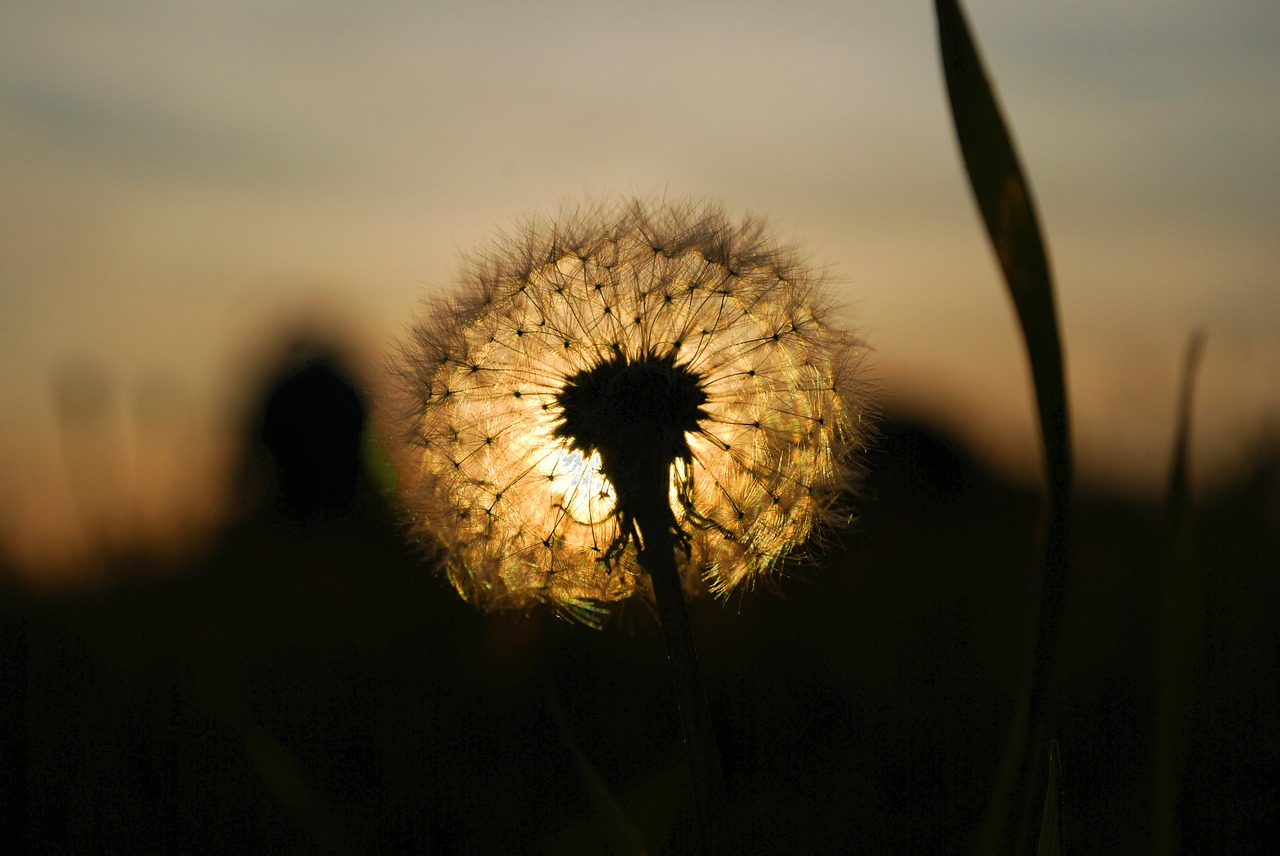 dandelion west the sun free photo