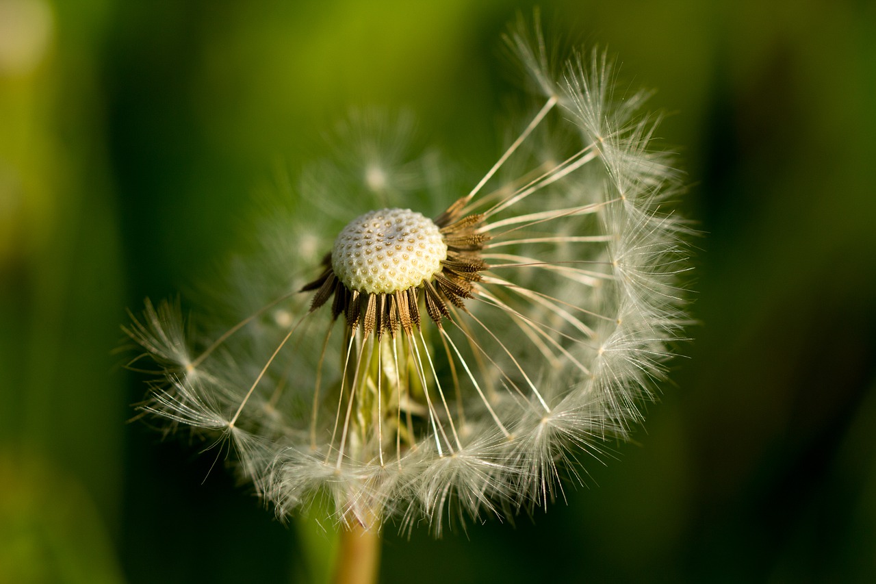 dandelion  taraxacum  macro free photo