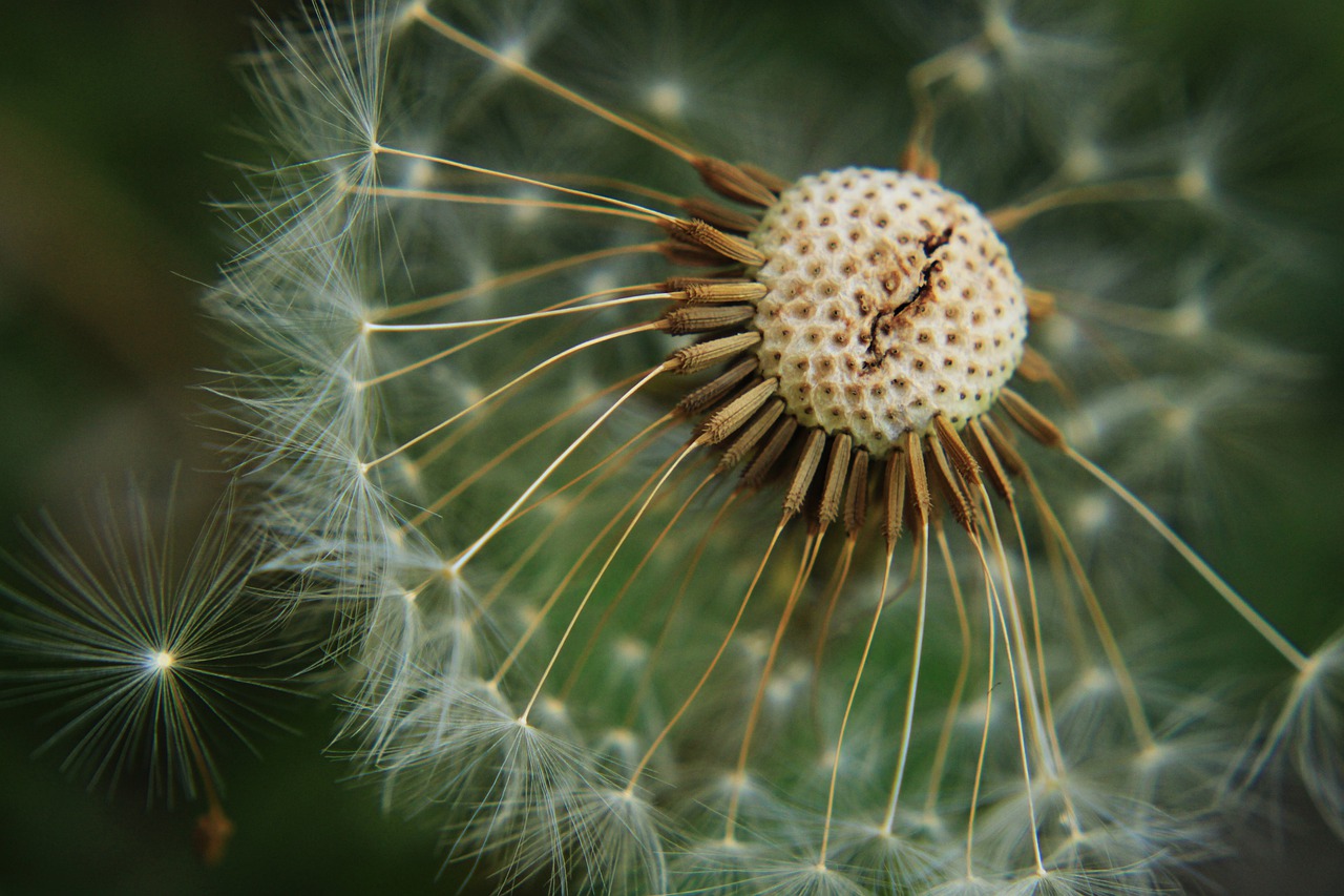 dandelion  meadow  dandelion meadow free photo