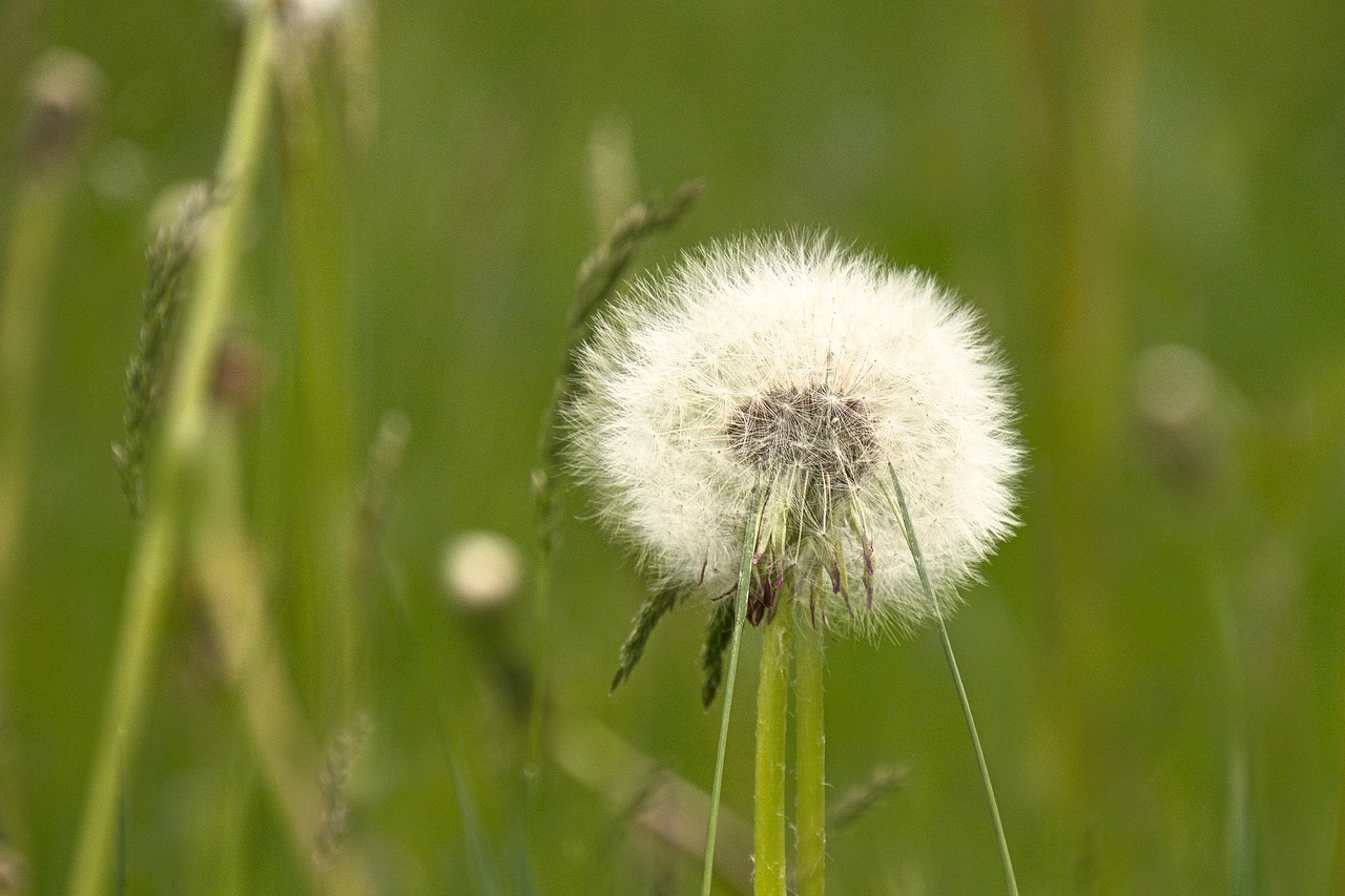 dandelion  spring  flower free photo