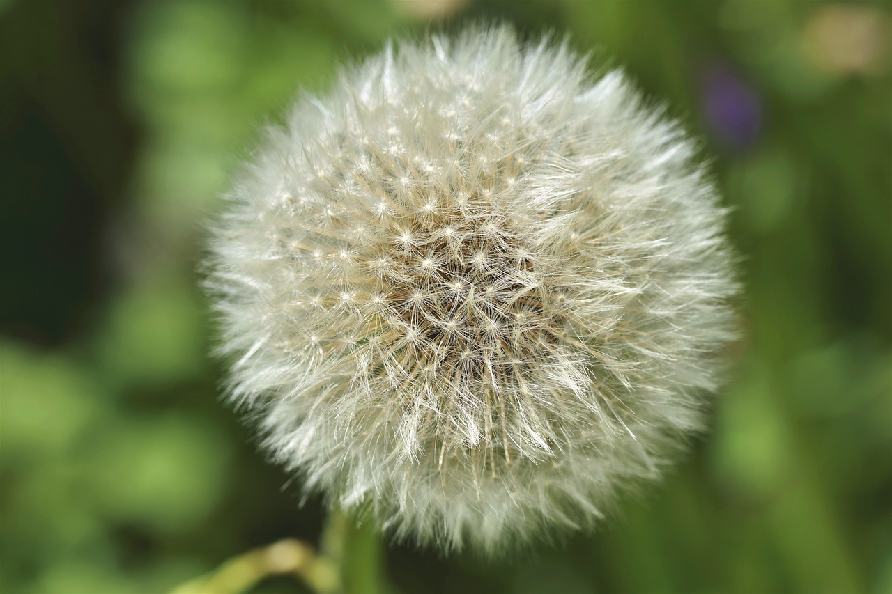 dandelion  seeds  plant free photo