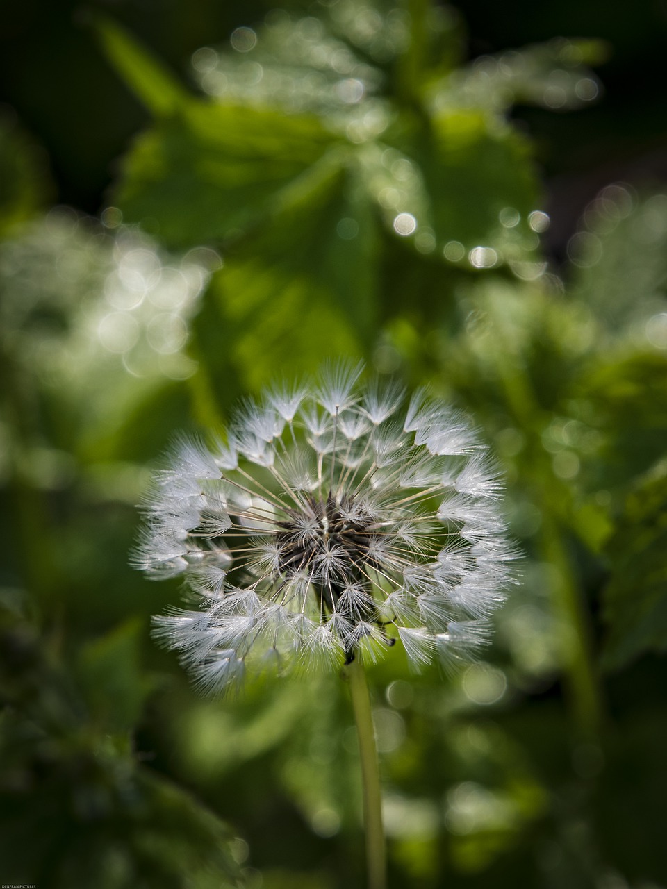 dandelion  morgentau  dewdrop free photo