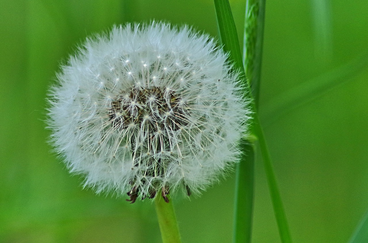 dandelion  seeds  nature free photo