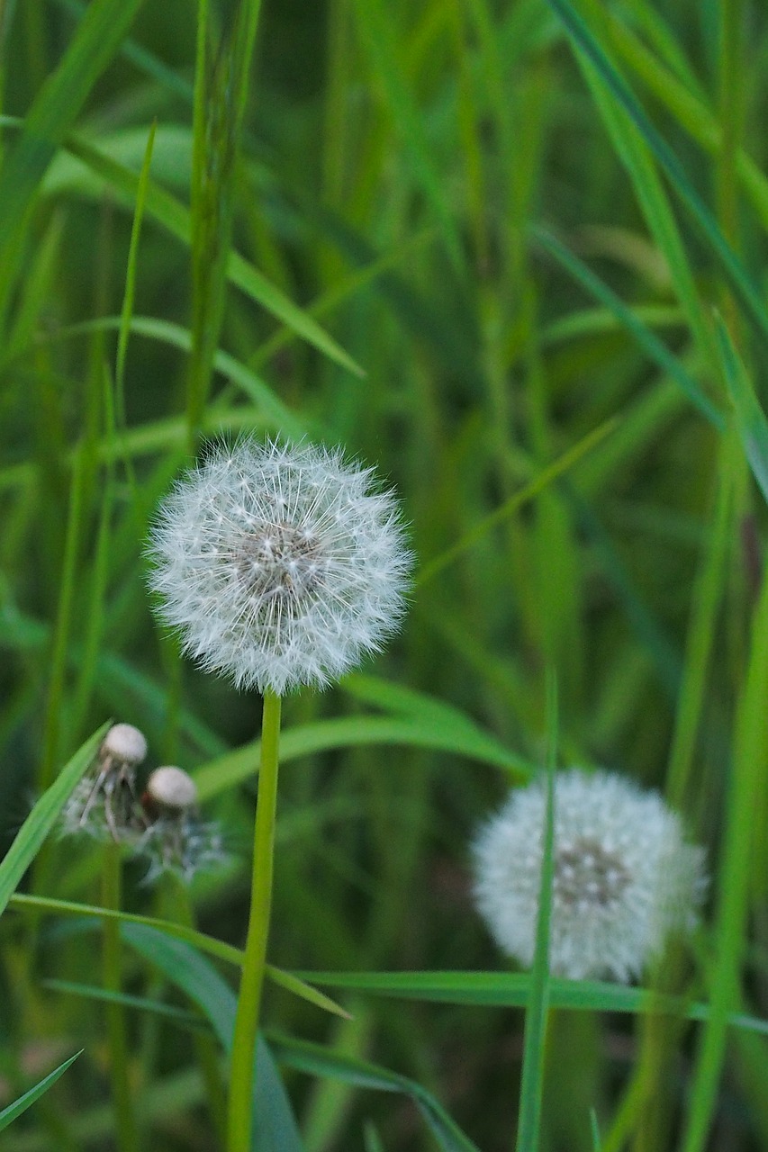 dandelion  green  nature free photo