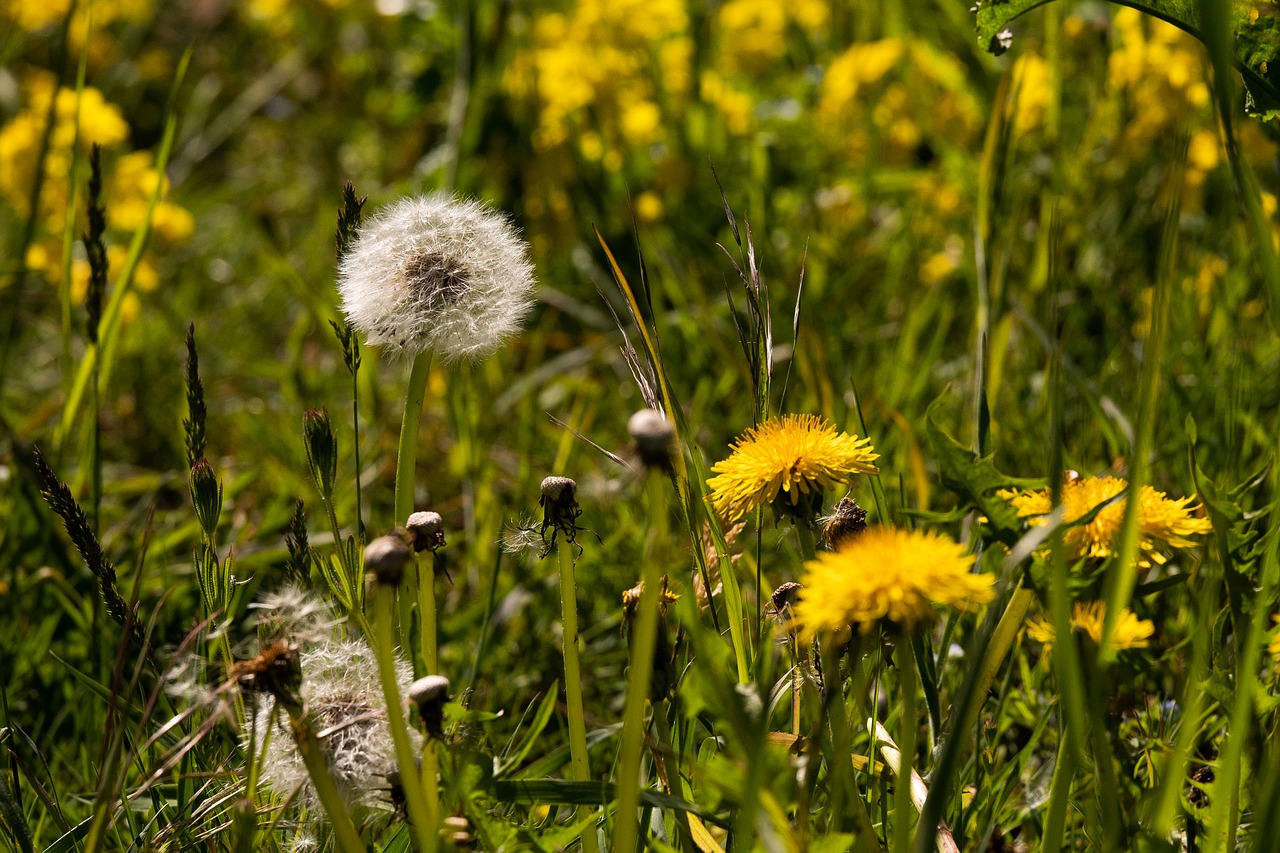 dandelion  nature  flower free photo