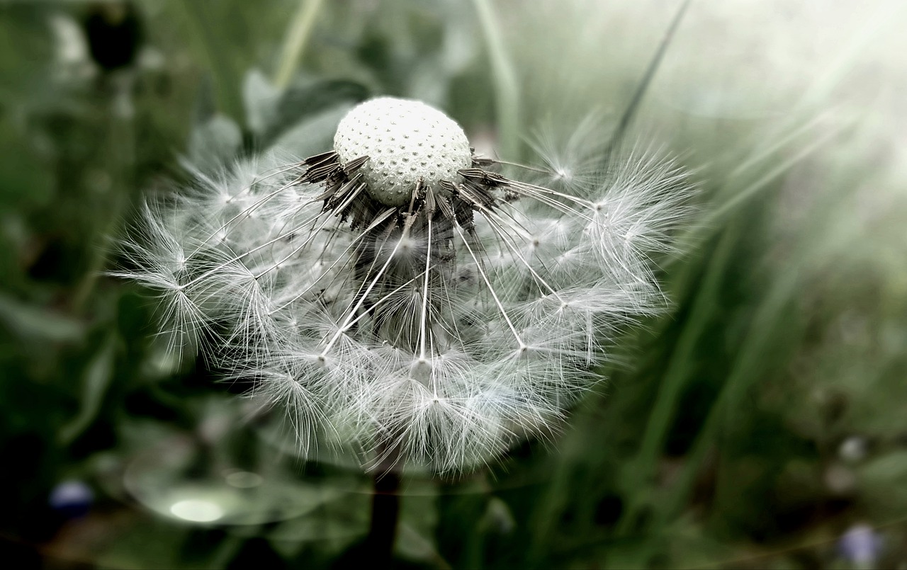 dandelion  nature  plant free photo