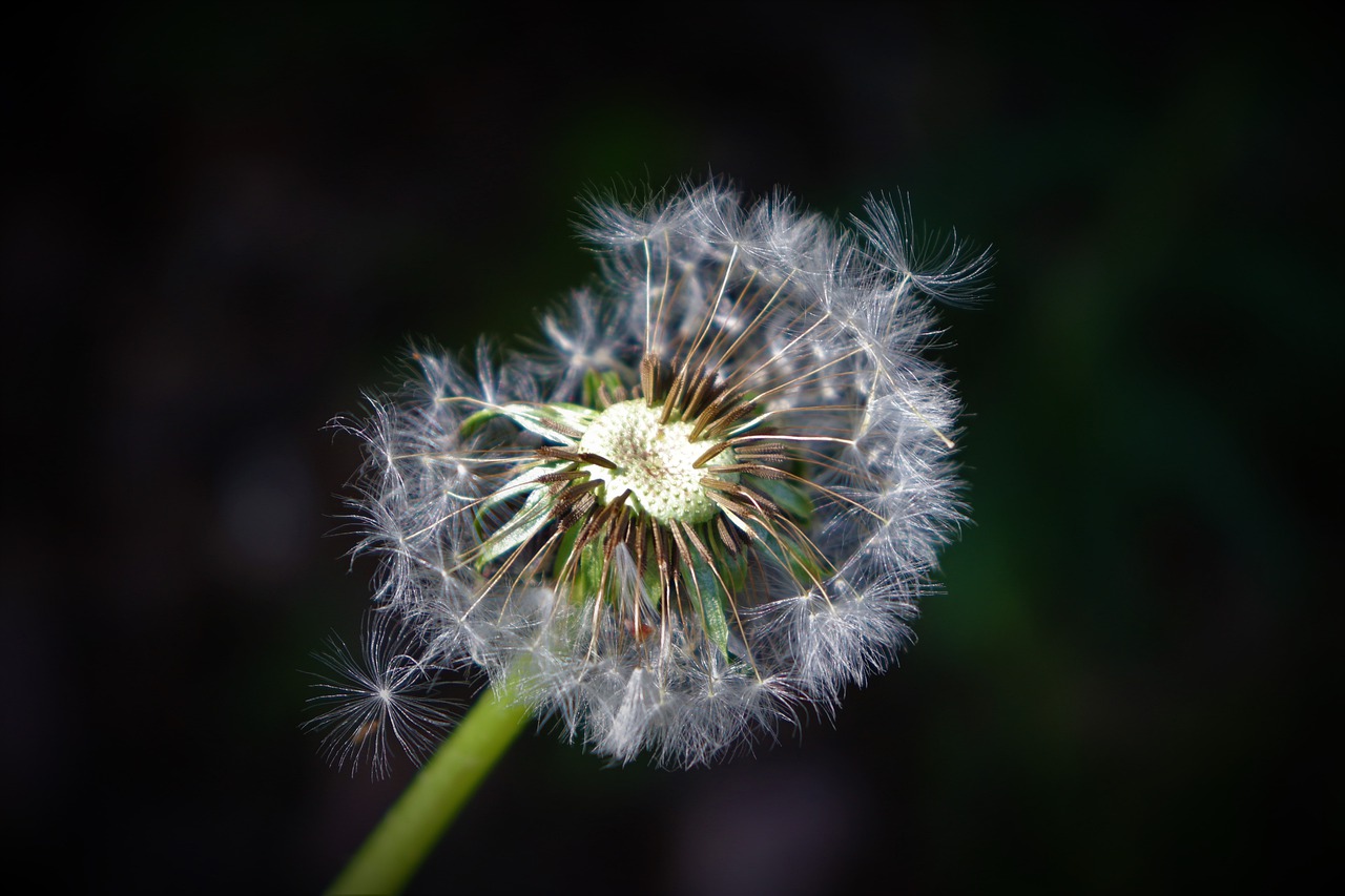 dandelion  seeds  macro free photo