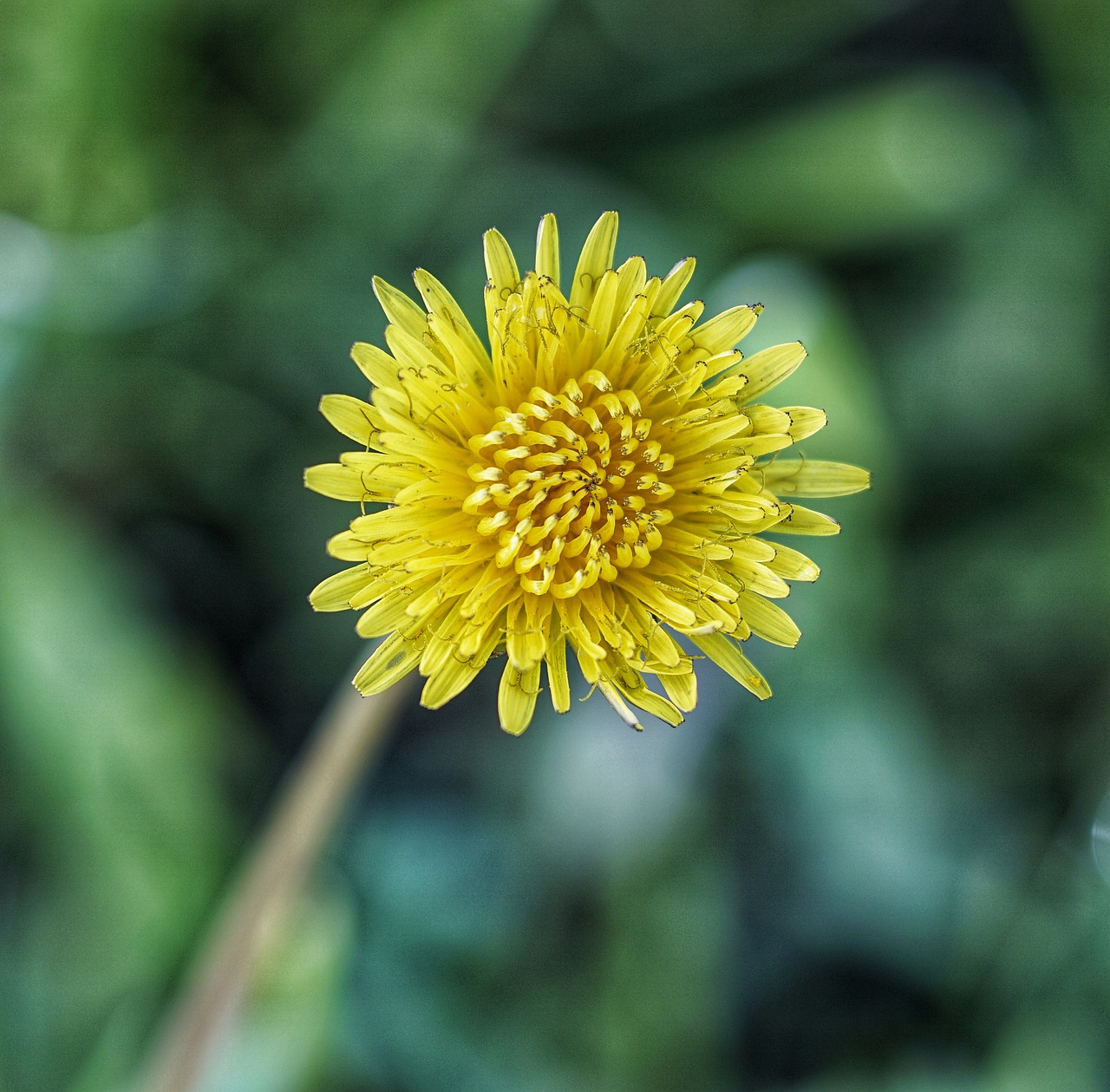 dandelion  yellow  plant free photo