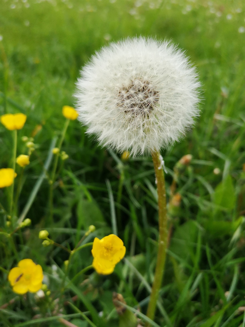 dandelion  may  meadow free photo