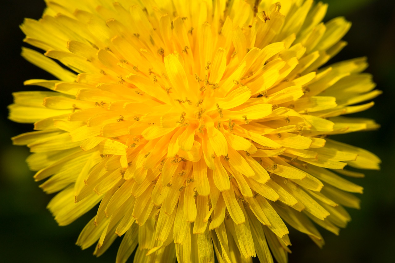 dandelion  blossom  bloom free photo