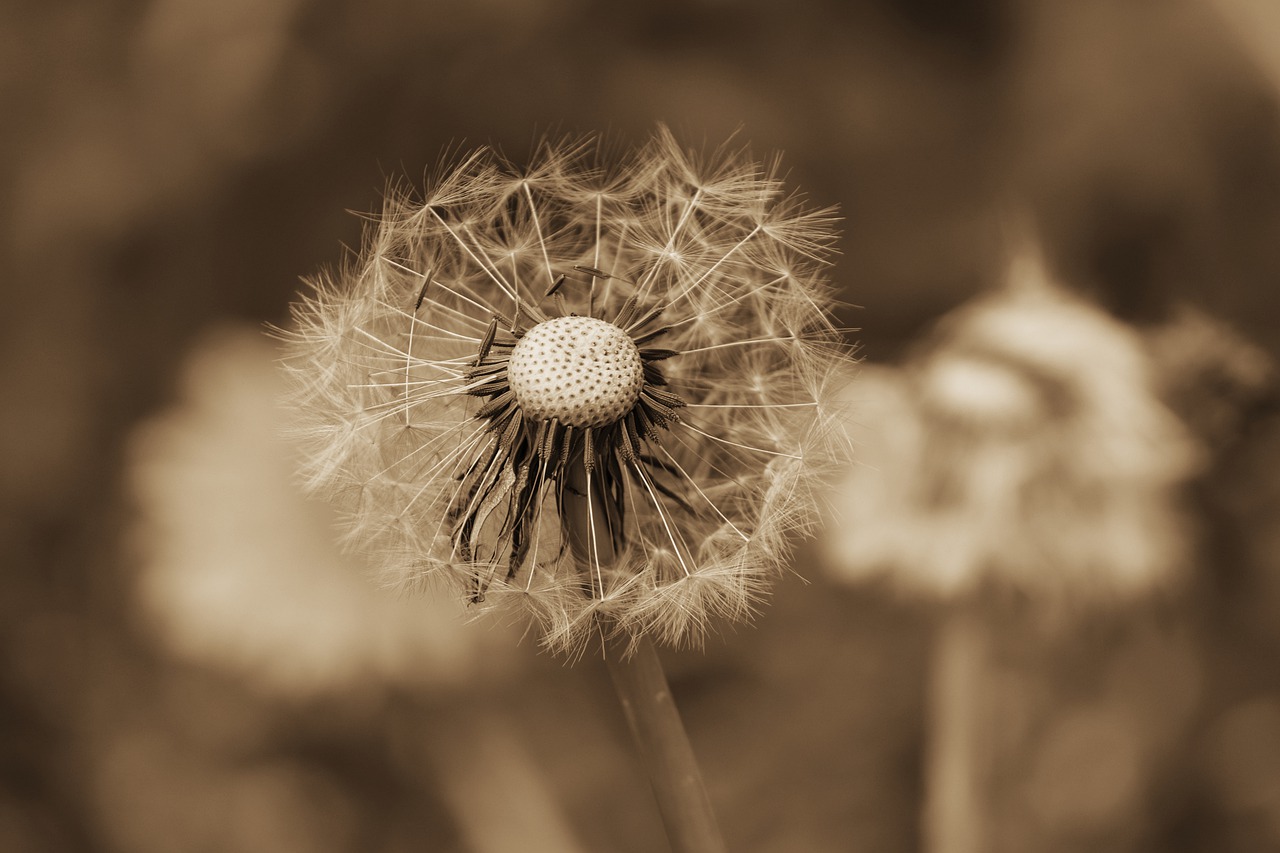 dandelion  close up  sepia free photo