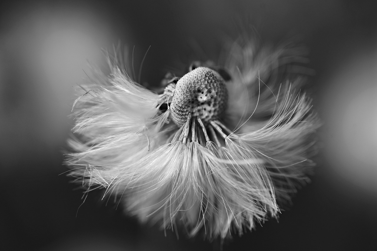 dandelion  flower  puffball free photo