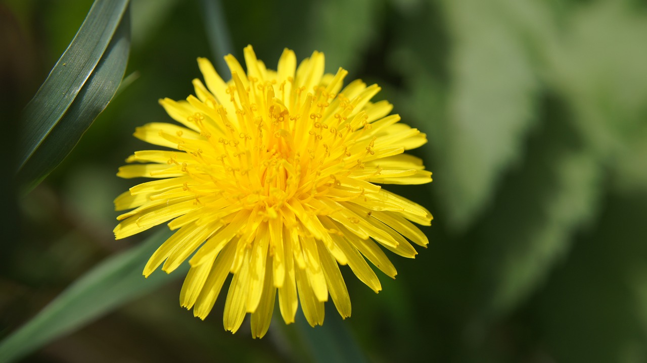 dandelion  yellow  nature free photo