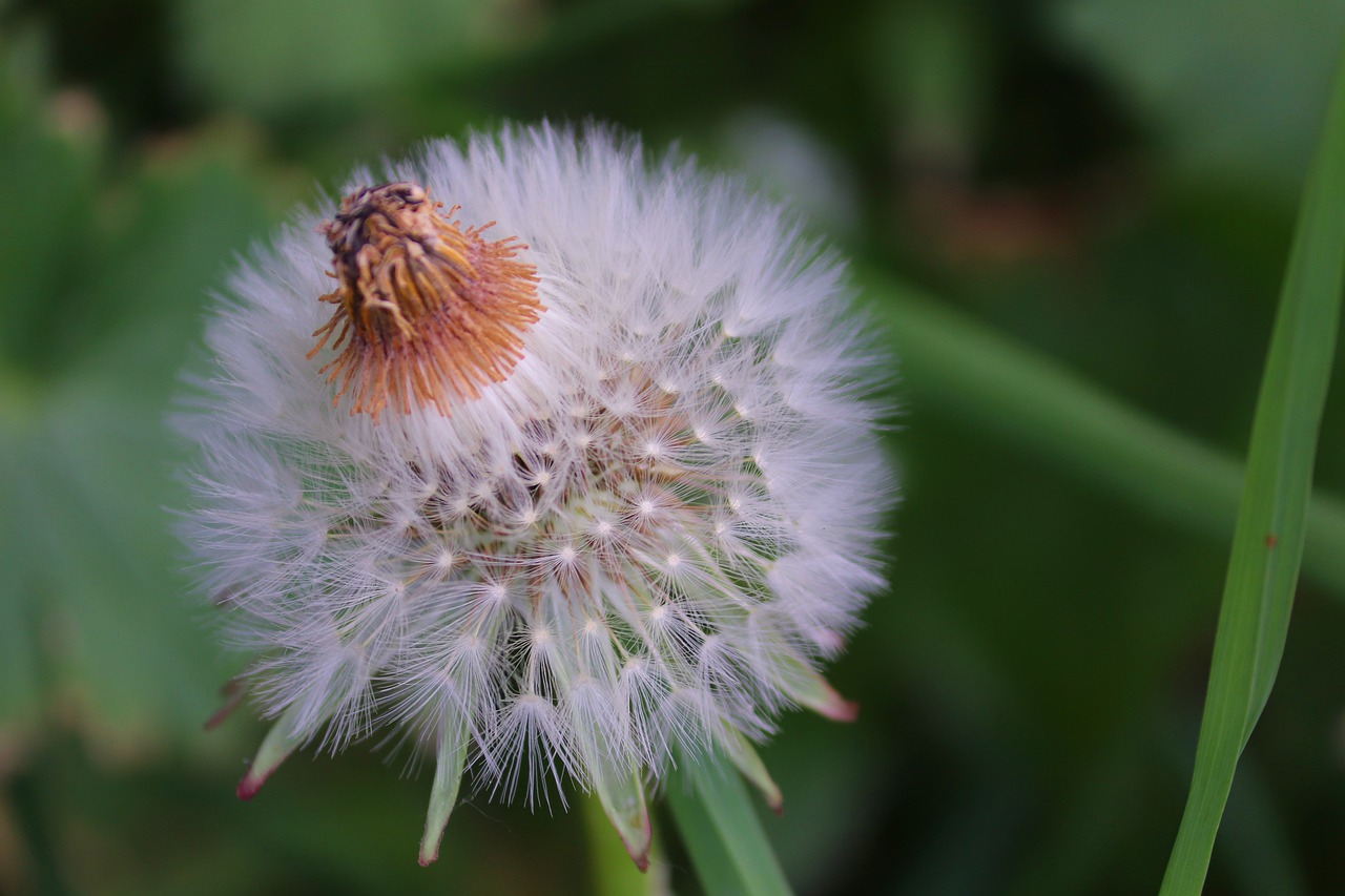 dandelion  individually  faded free photo