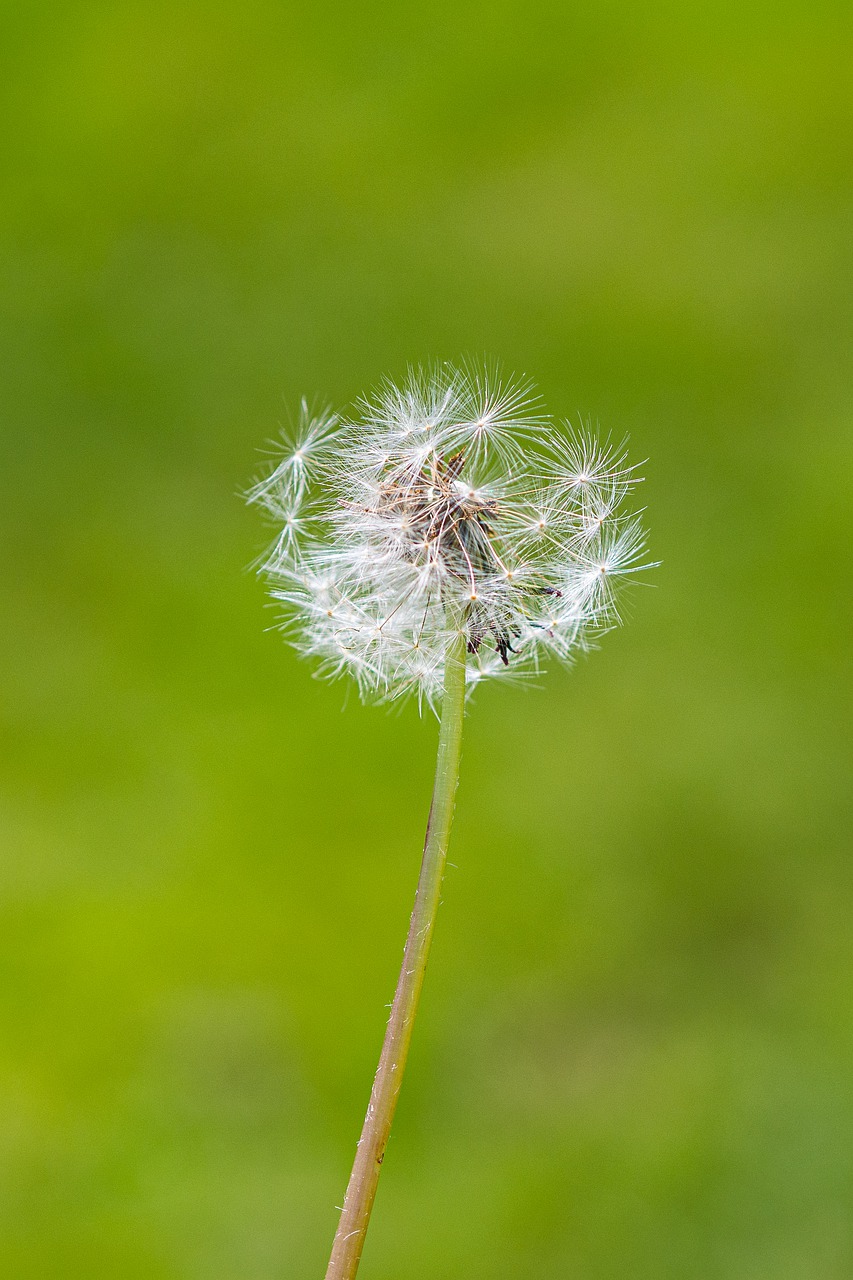 dandelion  flower  seed free photo