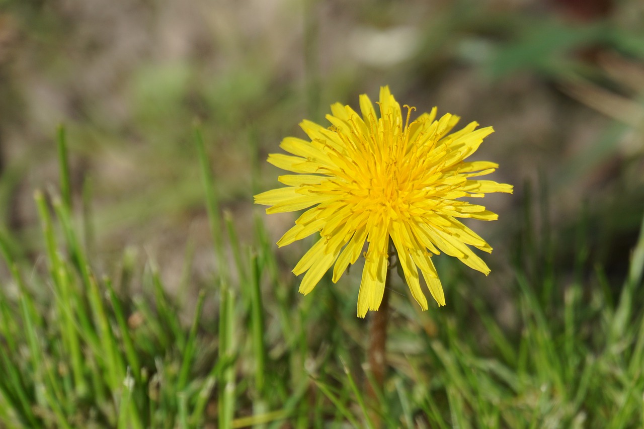 dandelion  blossom  bloom free photo