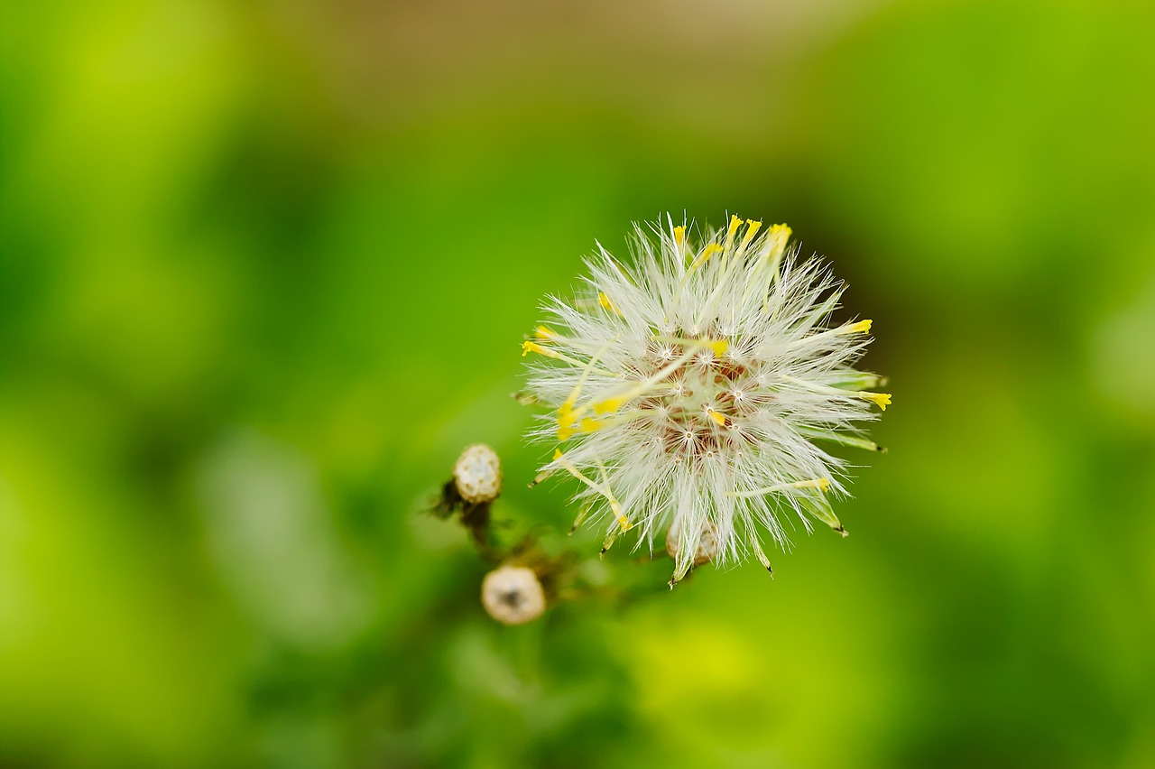 dandelion  spring  nature free photo