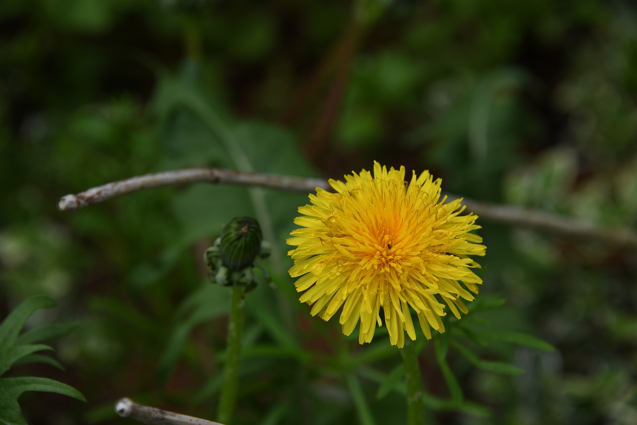 dandelion  flower  yellow free photo