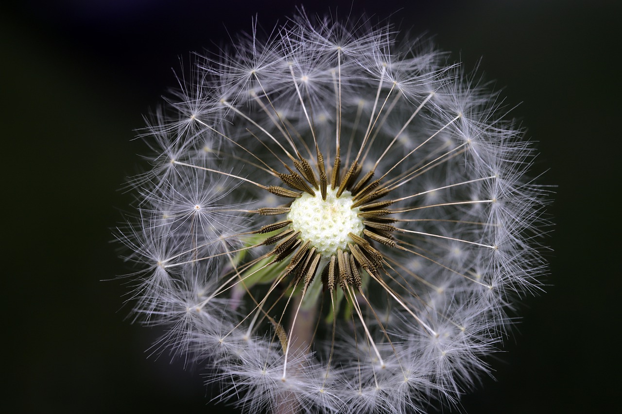 dandelion  seeds  plants free photo