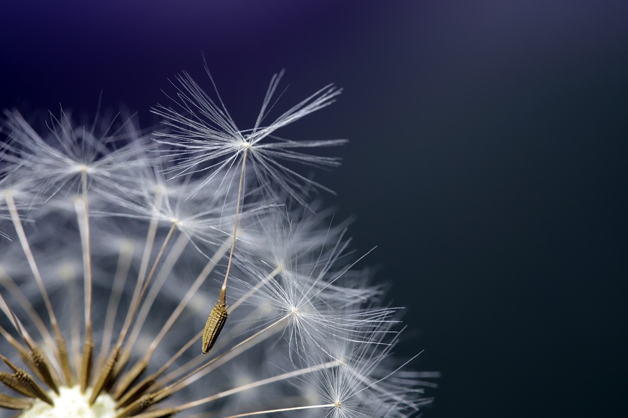 dandelion  seeds  plants free photo